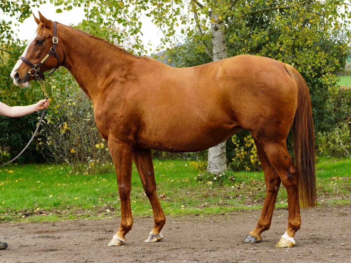 Lot 1909 Ninfea consignor Large