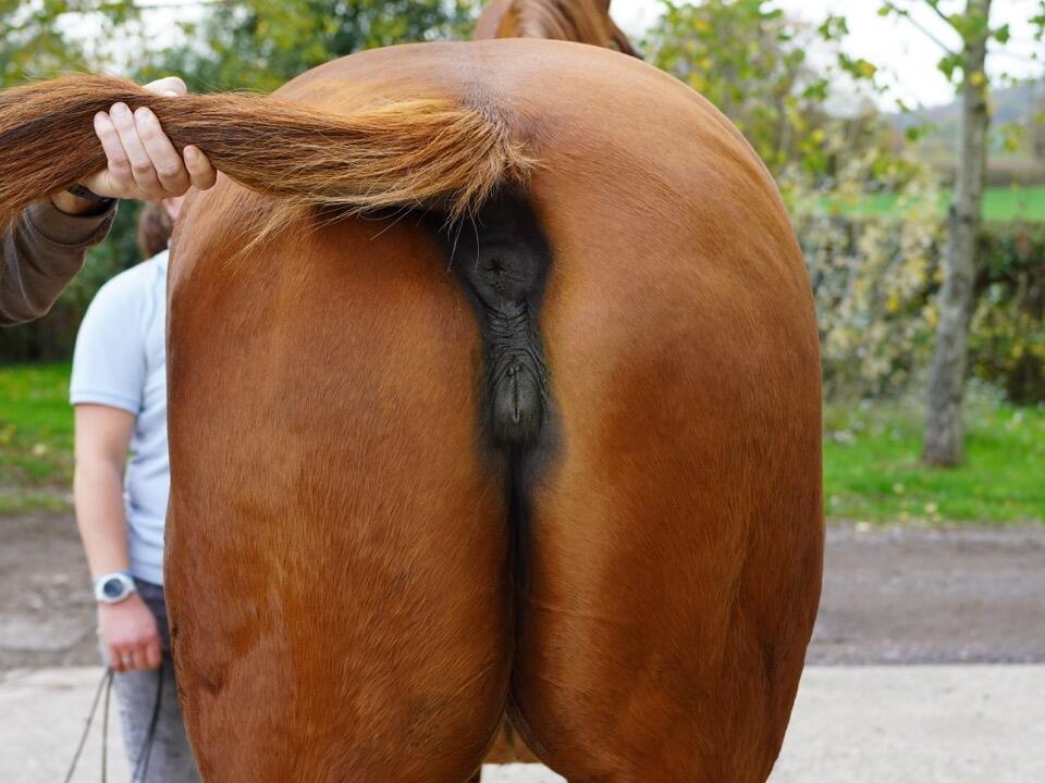 Lot 1909 Ninfea hinds Large