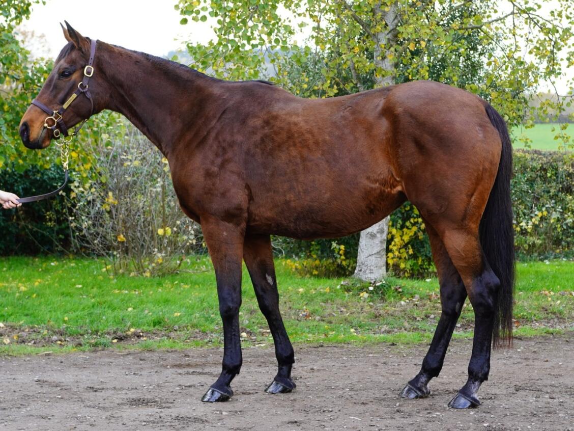 Lot 1910 Gold Sands Consignor Large