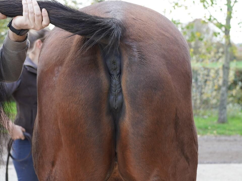 Lot 1910 Gold Sands Hind Large