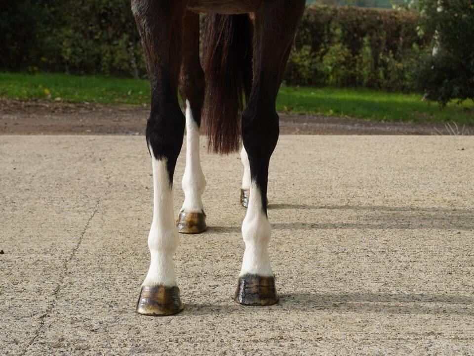 Lot 1967 Cross Pattee Front Large