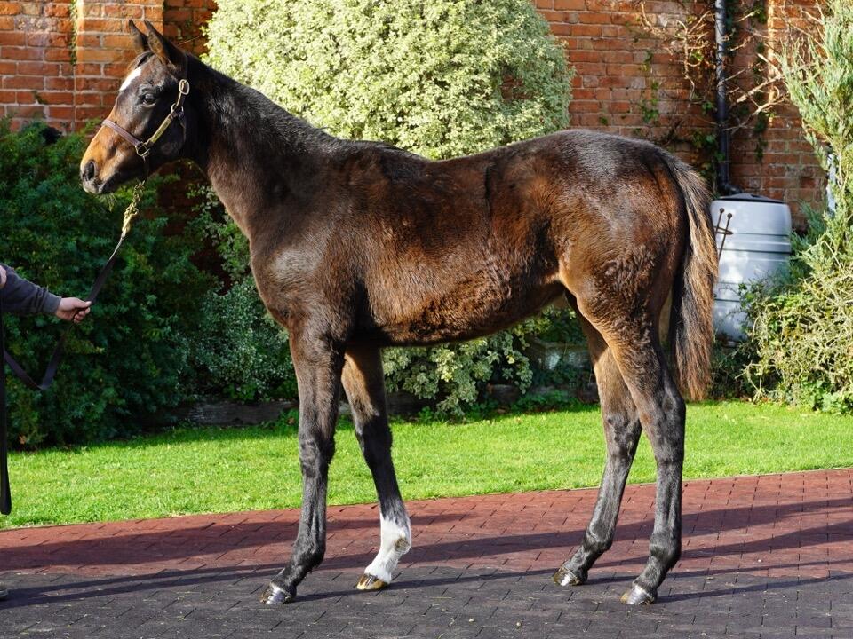 Lot 549 Kameko x Lady Clarissa 2 Large