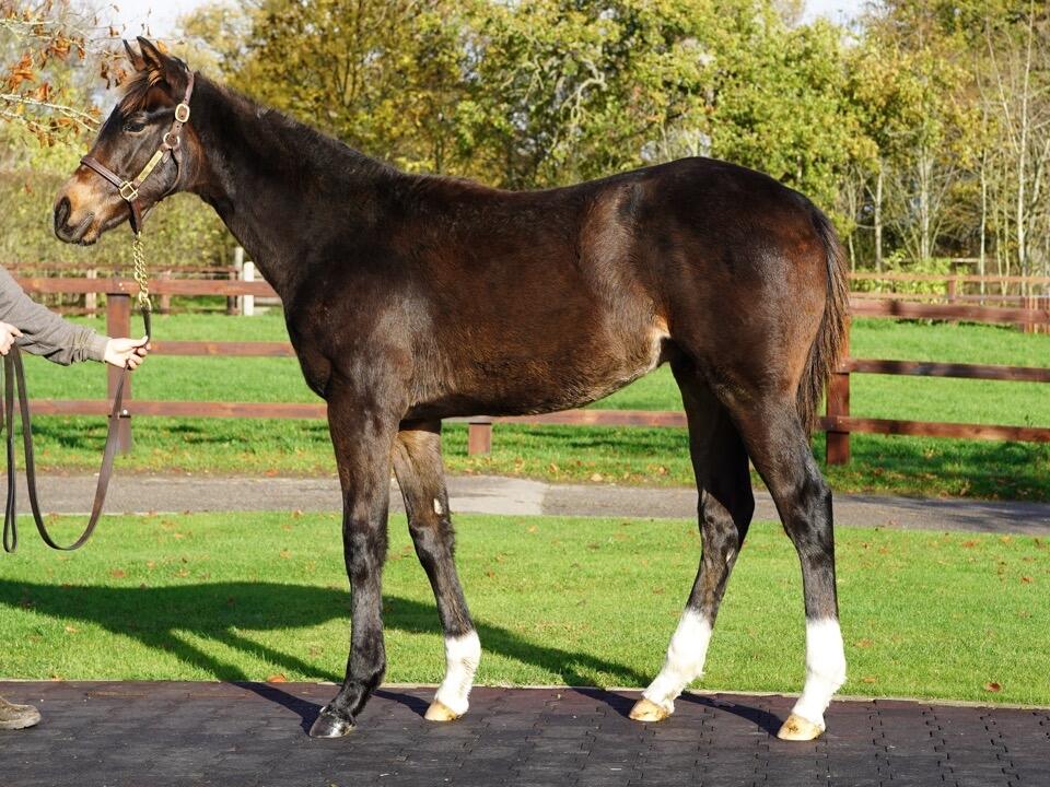 Lot 604 Shaquille x Rapture 2 Large