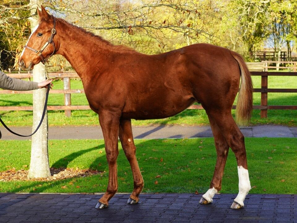 Lot 813 Kameko x Nozhar Large