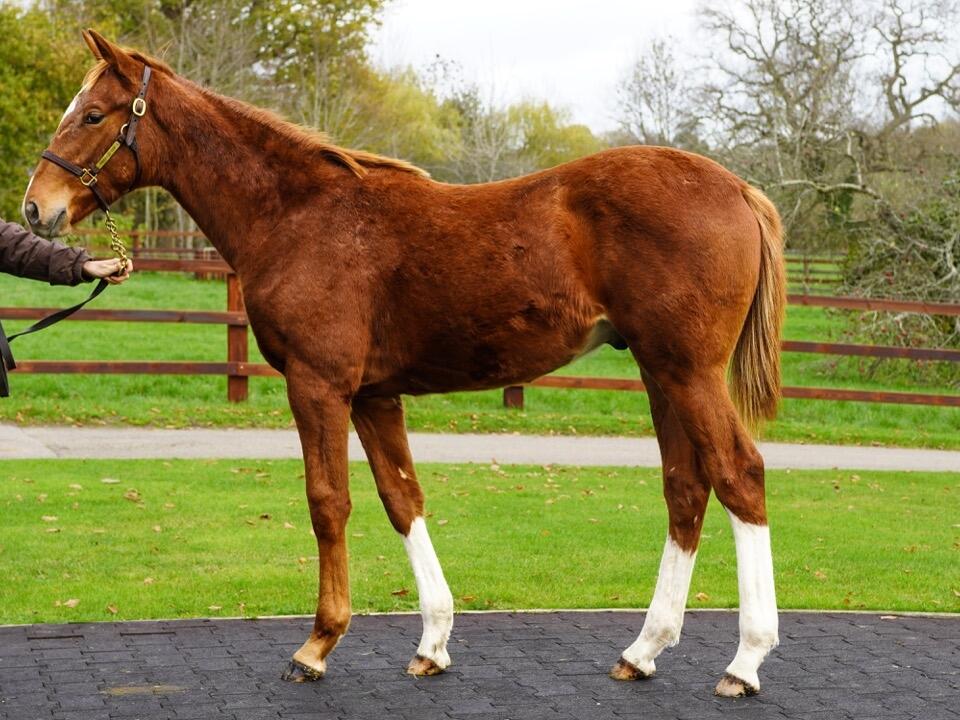 Lot 861 Lope De Vega x Festive Star 2 Large