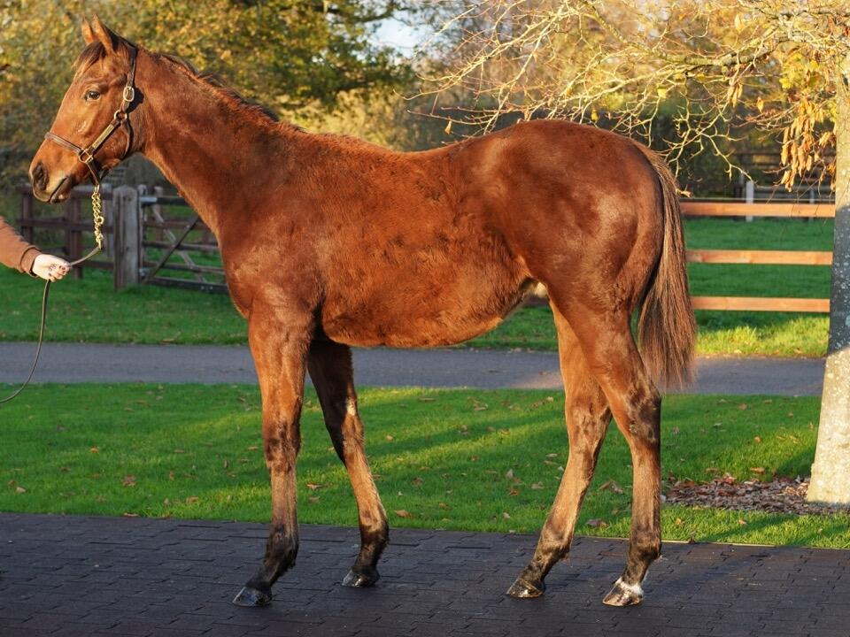 Lot 920 Kingman x Create Belief Large