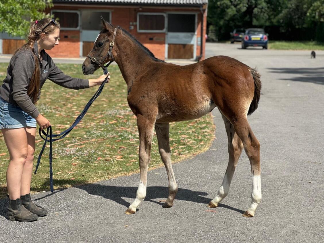 Make Believe x Eternal Light 25 colt 23 06 25