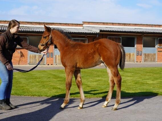 Mehmas x Lady Oak25 colt 18 03 2025 Medium