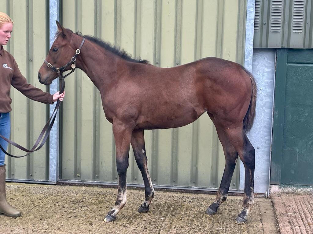 Mehmas x Mabs Cross23 filly 31 08 23