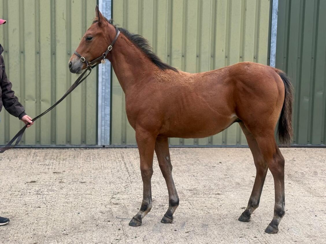 Minzaal x Gorgeous Noora25 colt 18 09 2025
