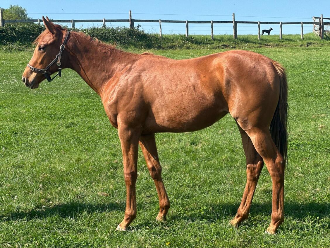 Persian Force x Delft Dancer24 30 04 2025