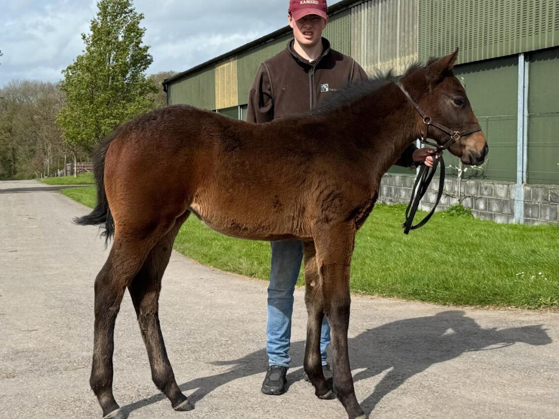 Pinatubo x Lady Oak24 filly 05 04 24