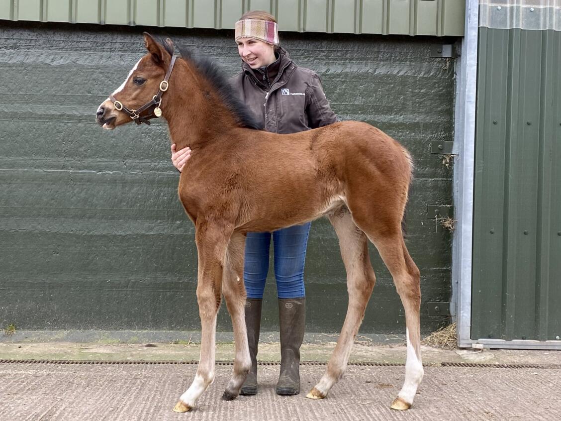 Ribchester x Nawkhatha 2021 filly 01 03 21