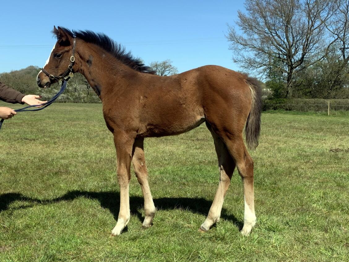 Ribchester x Nawkhatha 2021 filly 22 04 21 1