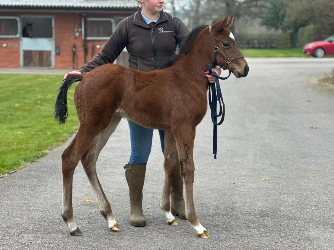 Shaquille x Cockney Dancer25 filly 10 03 2025
