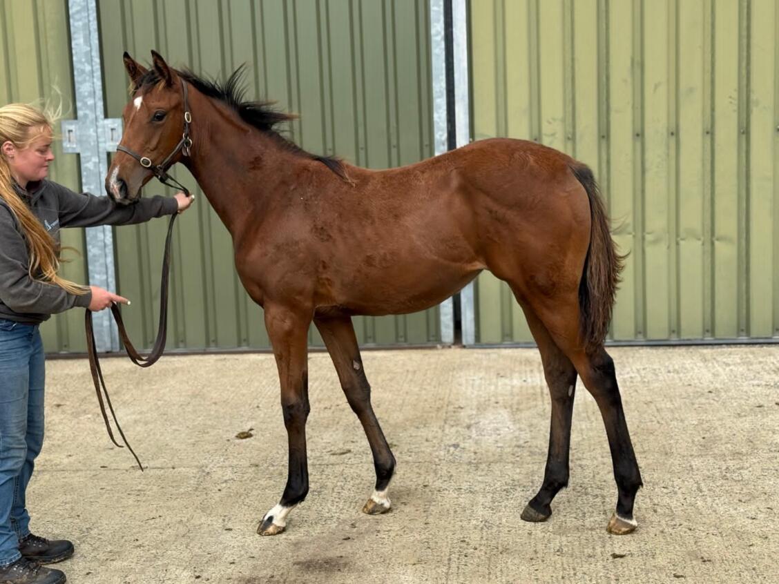 Shaquille x Cockney Dancer25 filly 18 09 2025