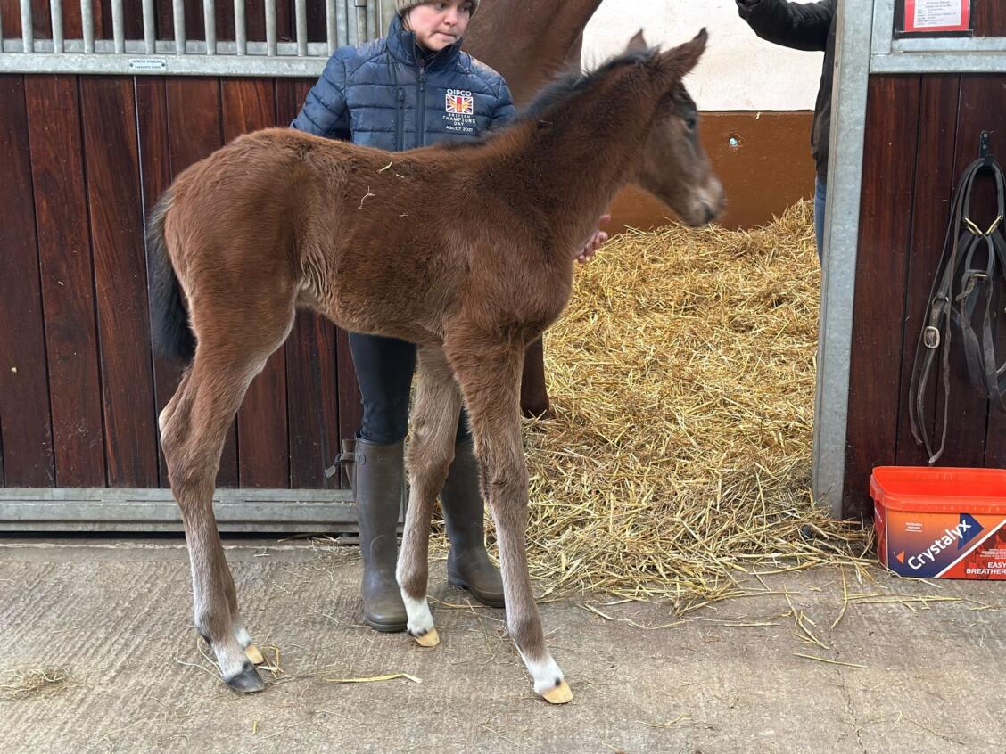 Shaquille x Cockney Dancer25 filly 28 02 2025
