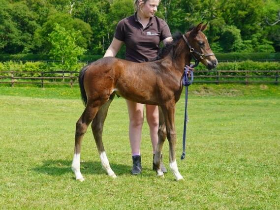 Shaquille x Rapture 25 colt 15 05 2025 JPG Medium