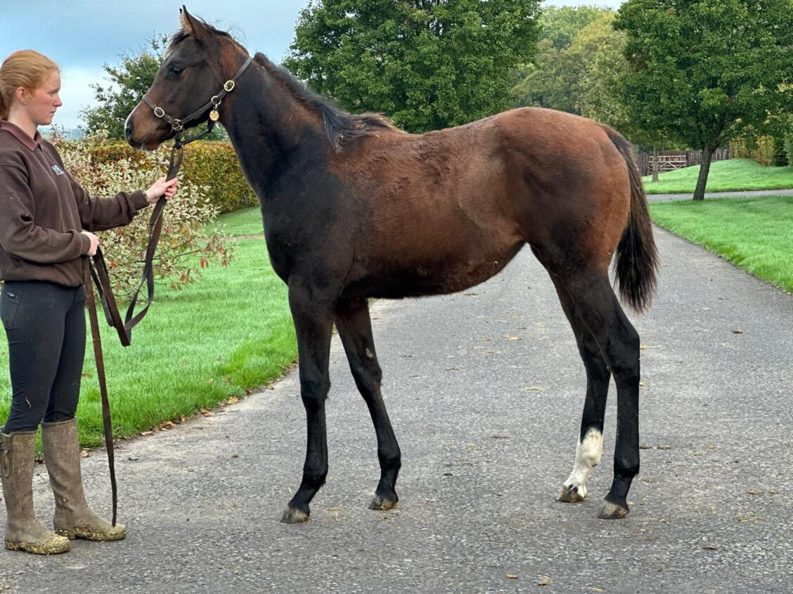 Showcasing x Carolinae 24 filly 18 10 24
