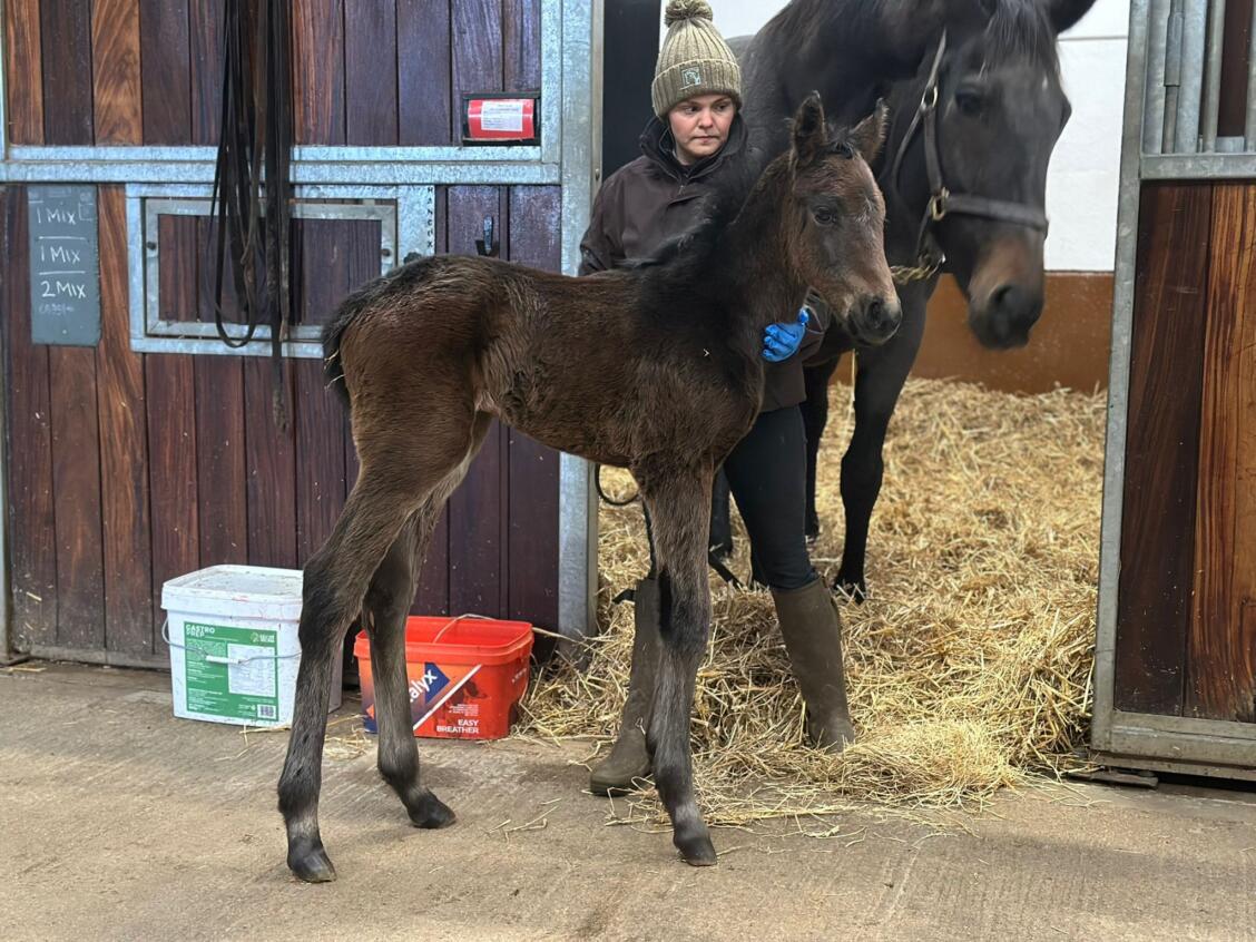 Zelzal x Sleek Gold 2025 colt 08 02 25