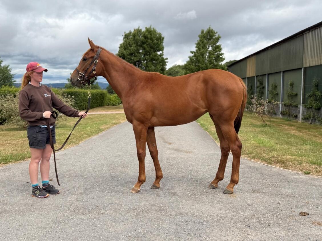 Ersian Force x Delft Dancer24 filly 17 07 2025