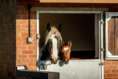 JTJ foal and Bellini