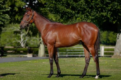 Kamekox Knowit All22filly17 07 23 Mm Rvoj Rged