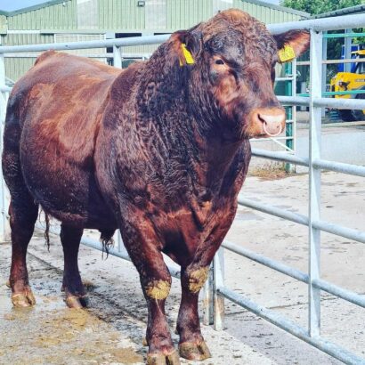 Bull jan 2022