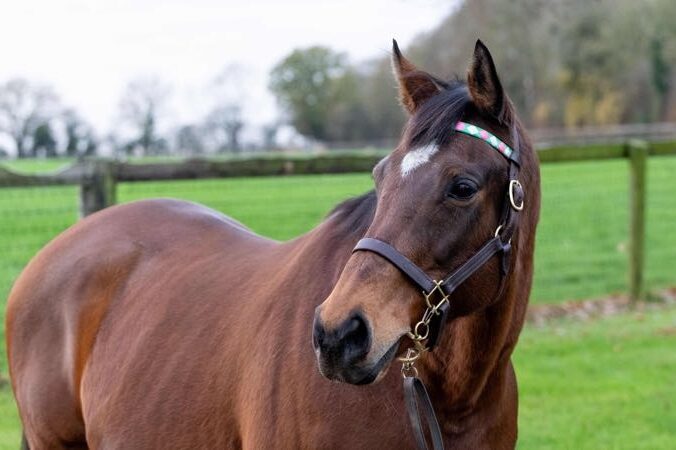 1663 Lucky Kristale head