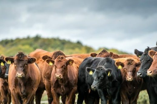 Angus Header Opt Crop