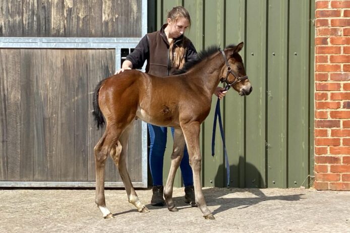 Flash of Fire foal