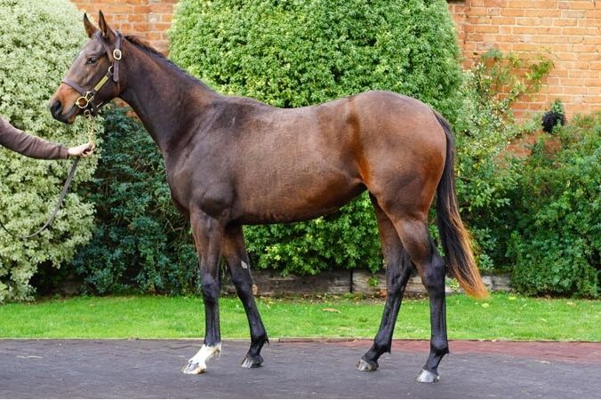 Lot 10 Zoustar x Farmah