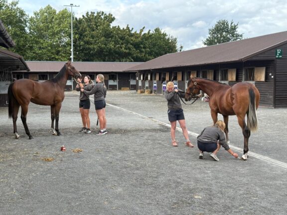 Goffs UK sales ring prep