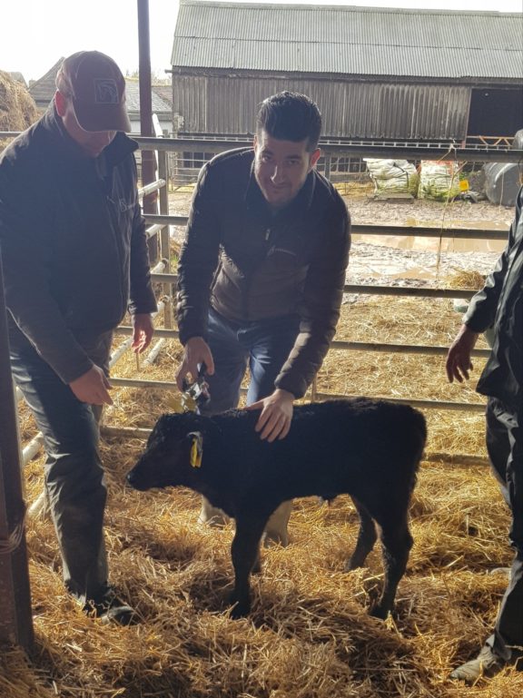 Adam calf tag