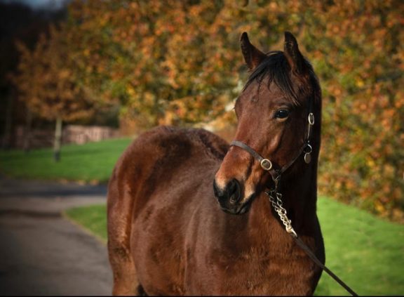 Alvin weanling