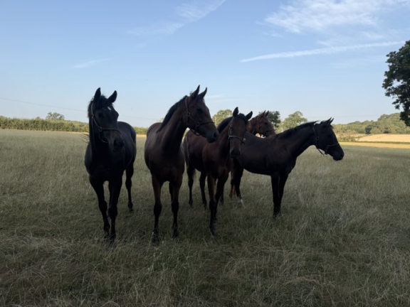 Arqana fillies2