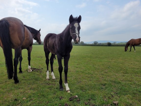 Beldale Memory foal
