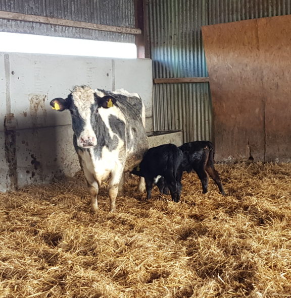 Belgian blue cow
