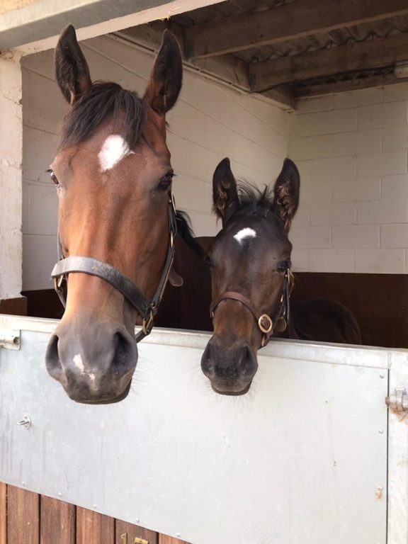 Bewitchment and foal