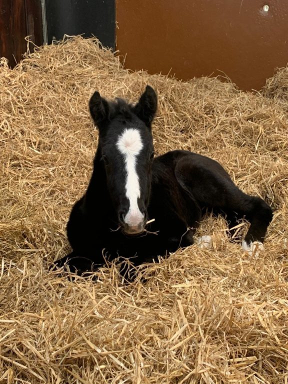 Dark Angel Beldale Memory foal
