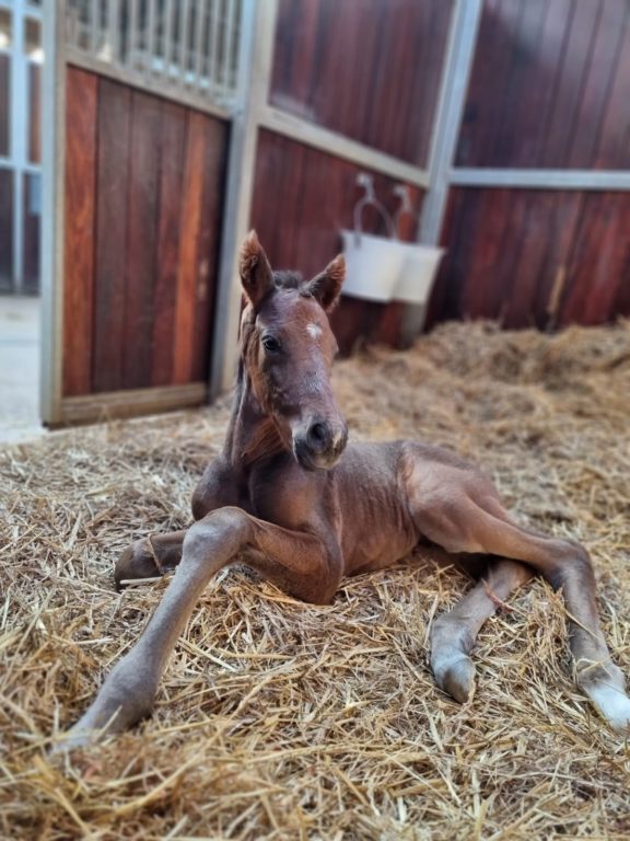 Dubawi Molly Malone colt