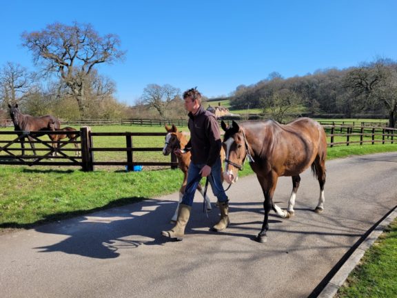 Lawrence mare and foal
