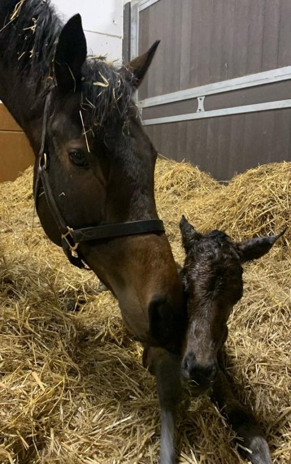 Mabs Cross Zoustar filly