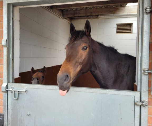 Mabs Cross and foal