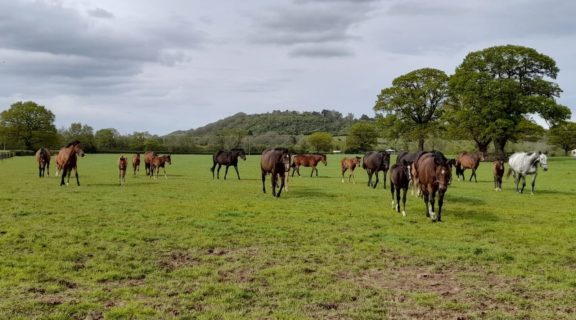 Mares and foals in field