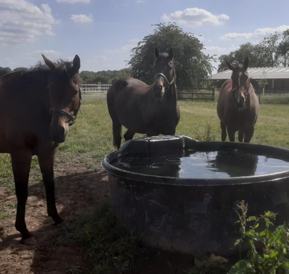 Mares and water