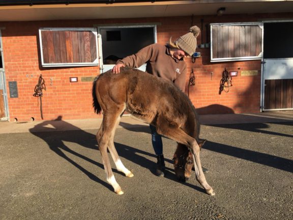 Natural foal