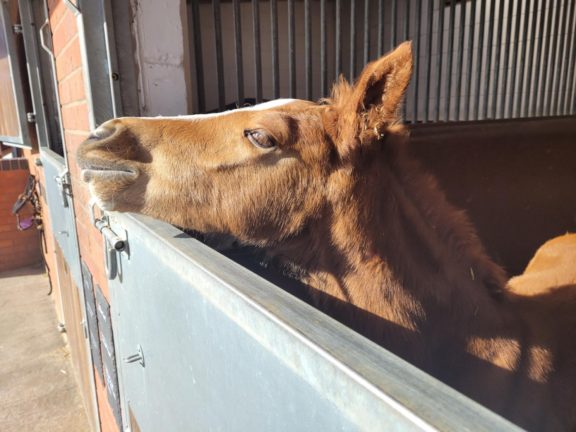 Really Lovely foal