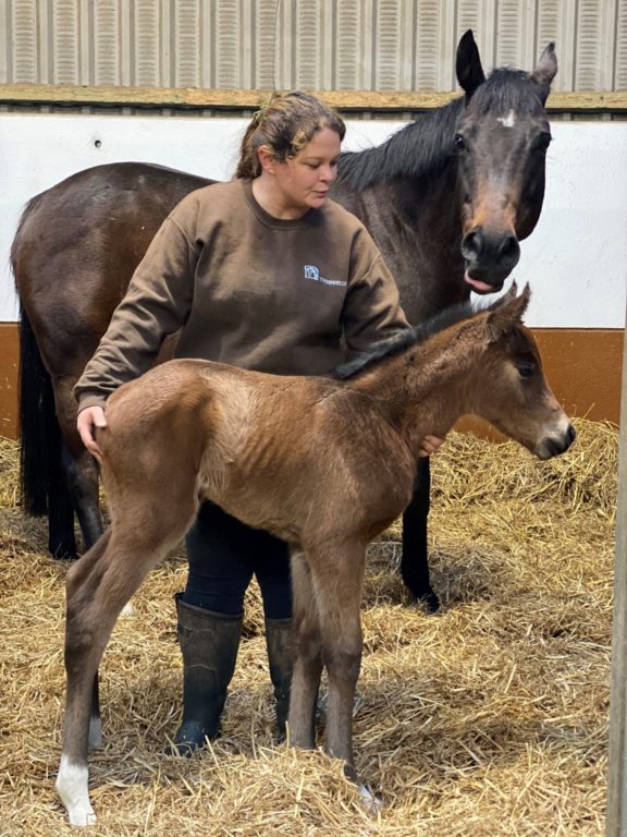Sammy first foal 2021