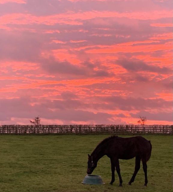 Sammy sunset
